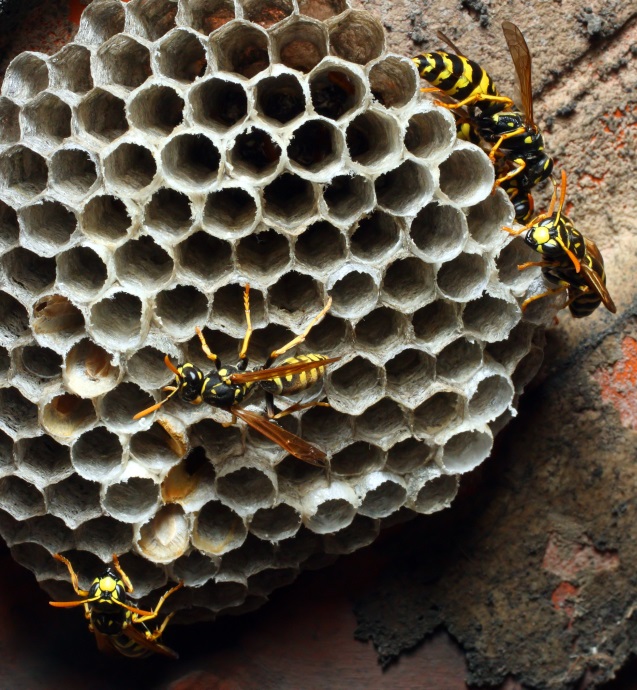 Wespennest