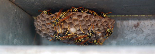 Wespennest